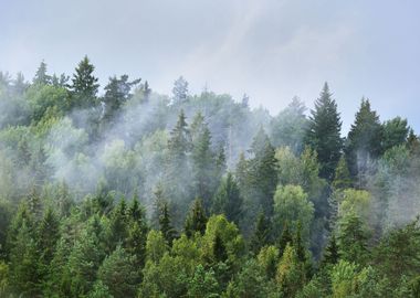 Forest Covered Hills In La