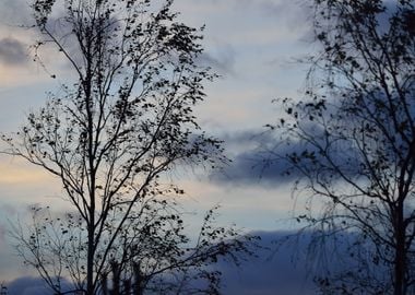 Tree Against Sky