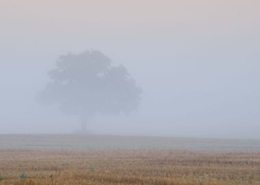 Lonely Tree In The Field I