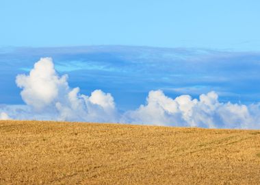 Cereal Field Against Ornam