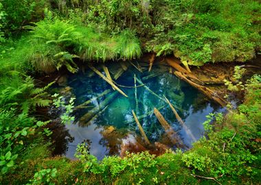 Forest Spring At The Begin