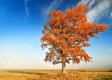 Colorful Lonely Tree In Th