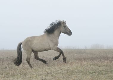 Horse Running In Fog