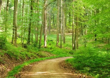 A Beech Tree Forest In Ger