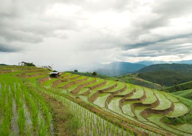 Chiang Mai Rice Field Land