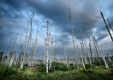 Swamp With Birch Trees In