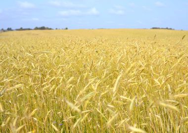 Agriculture View Wheat Fie