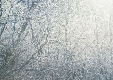 Frozen Winter Trees With T