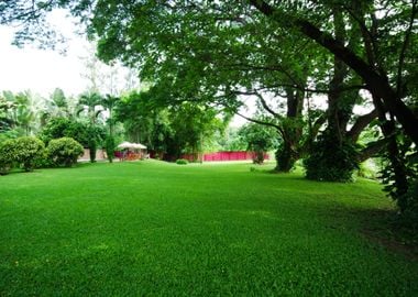 A Green Lawn In The Park S