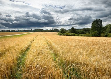 Cereal Field Against Dark