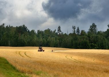 Road And Cereal Field Agai