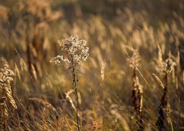 Grass CloseUp During The S