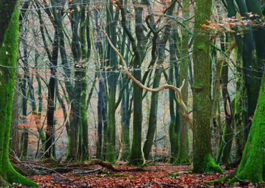 Autumn Forest In The Nethe