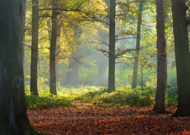 Autumn Forest Nachtegalenp