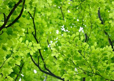 Spring Forest In The Nethe