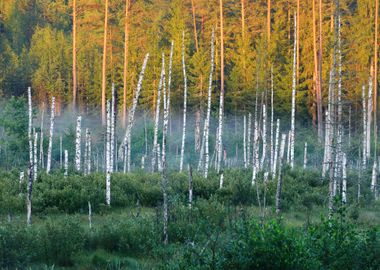 Swamp With Birch Trees In