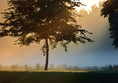 Mystical Tree Silhouette I