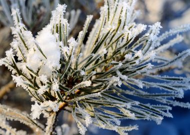 Pine Tree Covered With Hoa