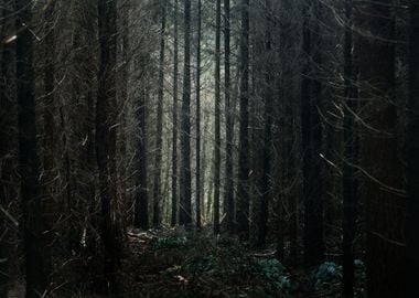 Autumn Forest In The Nethe