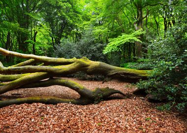 Spring Forest In The Nethe