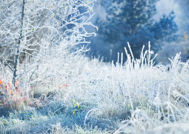 Frozen Winter Landscape Tr