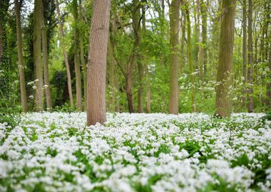 Forest And The Blooming Wi