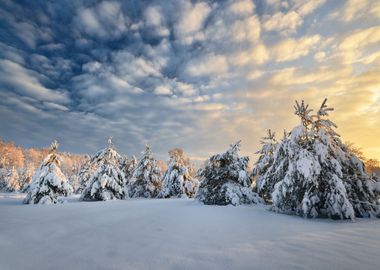 Snow Covered Winter Forest