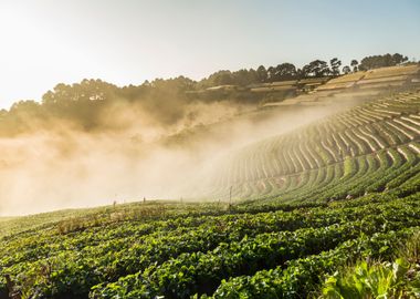 Doi Angkhang Strawberry Fi