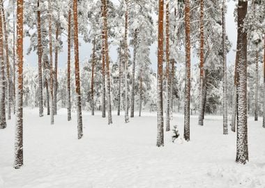 Winter Wonderland In Snow