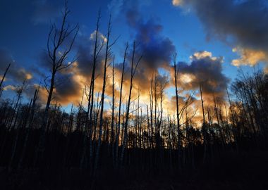 Dark Forest Bog Against Th