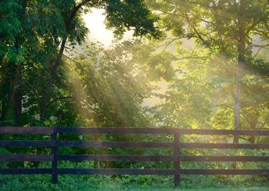 Sunbeams In Strong Fog In 