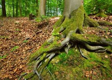 A Beech Tree Forest In Ger