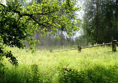 Countryside Forest Scene