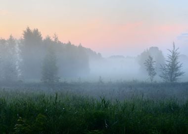 Morning Fog Above The Fiel