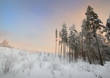 Winter Wonderland In Snow