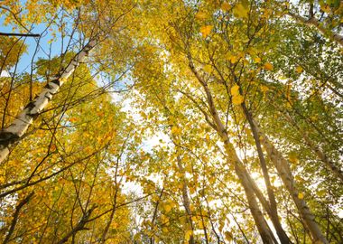 Autumn Landscape Birch Tre