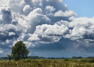 A Tree In The Field