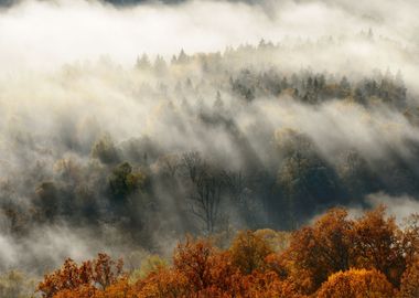 Colorful Forest Hills Cove