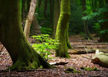 Spring Forest In The Nethe