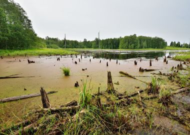 Bog In The Forest