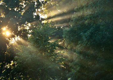 Sunbeams In Strong Fog In