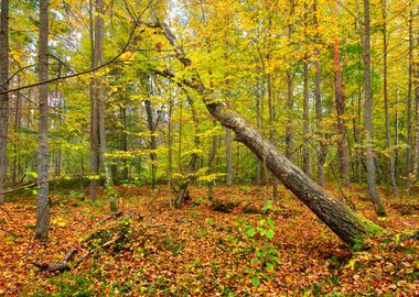 Autumn Forest Landscape