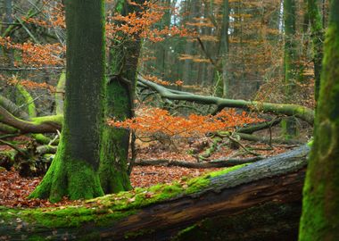 Autumn Forest In The Nethe