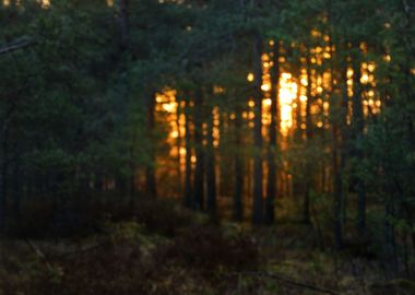 Northern Forest Landscape