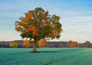 Colorful Lonely Tree In Th