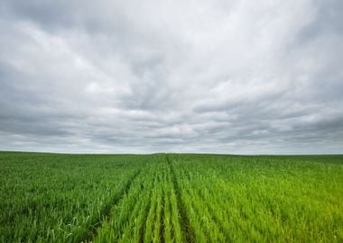 Fields In The Coutryside G