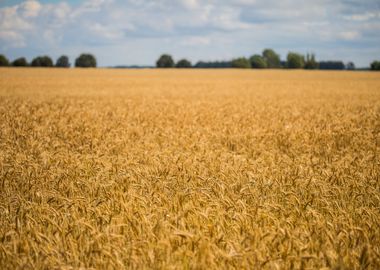 Corn Field Landscape