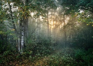 Strong Beautiful Fog And S