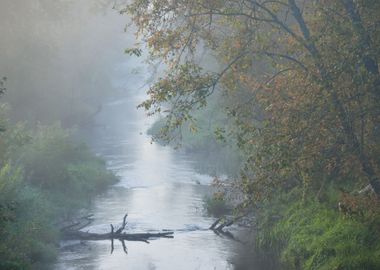 Mornig River And A Forest