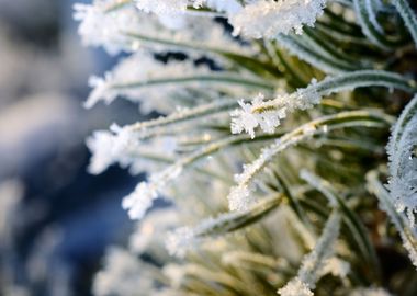 Pine Tree Covered With Hoa